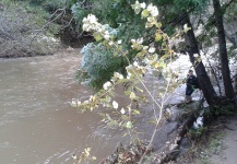 Muddy water steelheading in Big Sur