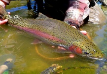 Brett Macalady 's Fly-fishing Pic of a Rainbow trout – Fly dreamers 