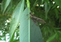 Cool Fly-fishing Entomology Picture by Ariel Garcia Monteavaro 