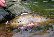 Matias Sabatini 's Fly-fishing Picture of a German brown – Fly dreamers 