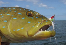 Steven Davies 's Fly-fishing Photo of a Mangrove Jack – Fly dreamers 