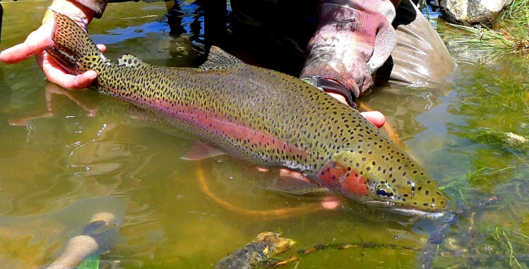 Sub Surface Bow