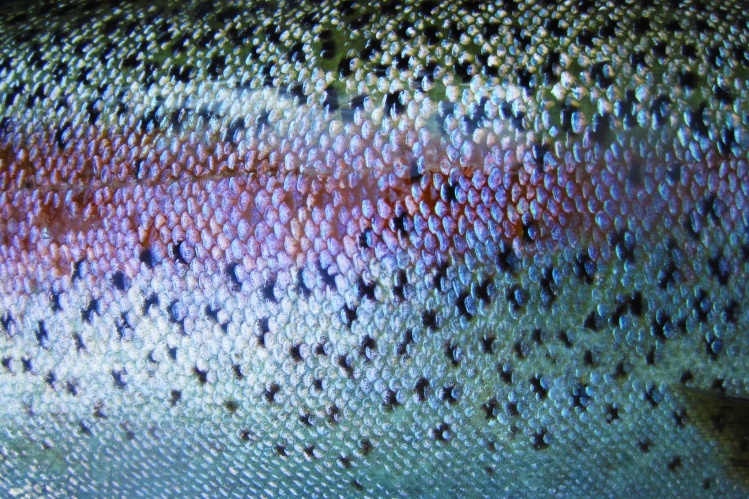 Rainbow trout from Selška Sora river