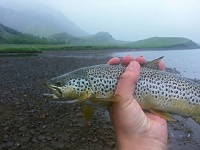 Fly fishing picture