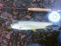 Fly fishing picture