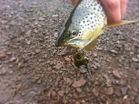 Fly fishing picture