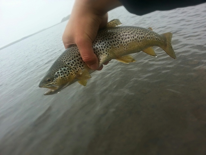 Aggressive Lake Browns