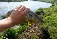 Elliðaár Brown Trout