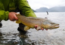  Foto de Pesca con Mosca de German brown por La Vaguada  Fly Fishing – Fly dreamers 