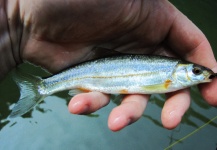 Uros Kristan 's Fly-fishing Photo of a Chub – Fly dreamers 
