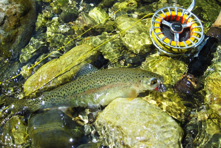 Small rainbow trout went on dry fly