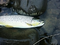 Foto de pesca con mosca