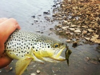 Foto de pesca con mosca