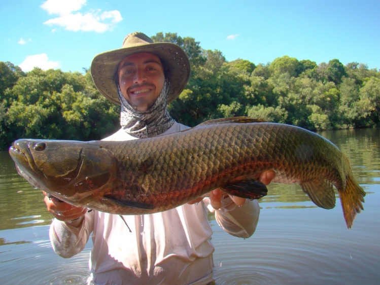 Tararia azul de 3,5 kg