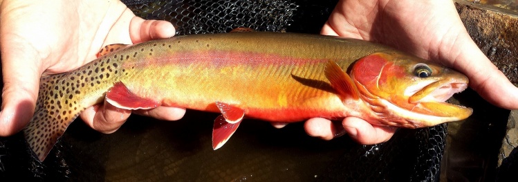 15" golden trout caught on a size 14 peach meadow hopper