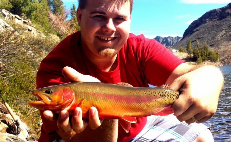 15" Golden trout caught on a peach meadow hopper