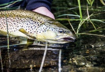 Alexander Lexén 's Fly-fishing Catch of a Brown trout – Fly dreamers 