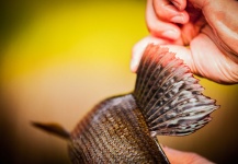 Alexander Lexén 's Fly-fishing Photo of a Grayling – Fly dreamers 