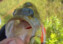 André Vergara 's Fly-fishing Photo of a Largemouth Bass – Fly dreamers 