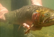 Fly-fishing Pic of Native trout shared by Tim Kidder – Fly dreamers 