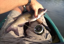 Fly-fishing Picture of Blue catfish shared by Ben Stahlschmidt – Fly dreamers
