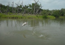 Fly-fishing Picture of Tarpon shared by Michael Biggins – Fly dreamers