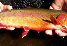 Shane Ritter 's Fly-fishing Photo of a Golden Trout – Fly dreamers 