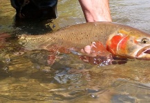 Tim Kidder 's Fly-fishing Catch of a Red throated trout – Fly dreamers 