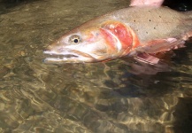 Tim Kidder 's Fly-fishing Pic of a Black spotted trout – Fly dreamers 