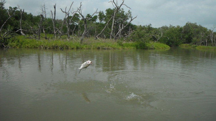 Baby Tarpon doing what they do best