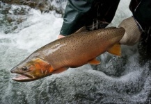 NEWS: TU launches TroutBlitz, a citizen-science effort to catalog wild and native trout across North America