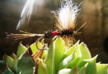  Foto de Pesca con Mosca de Salmo fario por Vladimir Petrovic | Fly dreamers 