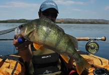 Fly-fishing Picture of Perch shared by Edu Cesari – Fly dreamers