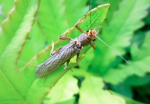 Fly-fishing Entomology Picture shared by Len Handler – Fly dreamers