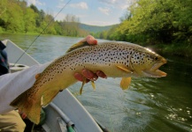 Fly-fishing Photo of Brown trout shared by Len Handler – Fly dreamers 