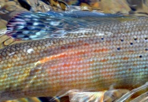 Fly-fishing Photo of Grayling shared by Tomasz Talarczyk – Fly dreamers 