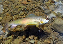 Fly-fishing Pic of Grayling shared by Tomasz Talarczyk – Fly dreamers 