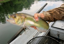 Fly-fishing Pic of Shad shared by Len Handler – Fly dreamers 