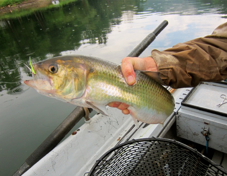 A nice diversion...lower East Branch Shad on a Clouser.....