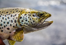 Alexander Lexén 's Fly-fishing Image of a Brown trout – Fly dreamers 