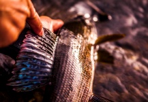 Alexander Lexén 's Fly-fishing Pic of a Grayling – Fly dreamers 