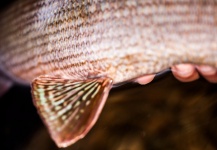 Alexander Lexén 's Fly-fishing Picture of a Grayling – Fly dreamers 