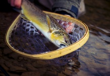  Foto de Pesca con Mosca de Trucha marrón por Brothers On The Fly – Fly dreamers 