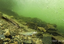  Fotografía de Pesca con Mosca de Trucha arcoiris por Russ R – Fly dreamers