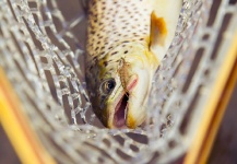 Brothers On The Fly 's Fly-fishing Picture of a Brown trout – Fly dreamers 