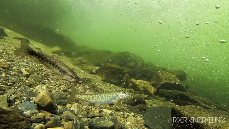 Adult Resident Rainbow Trout
Video: TBD