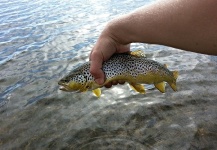  Foto de Pesca con Mosca de Salmo fario compartida por Dagur Guðmundsson – Fly dreamers