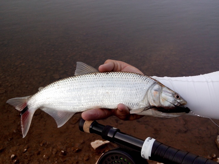 This fish was caught in the state of Minas Gerais, Rio das Mortes which is a tributary of the Rio Grande.