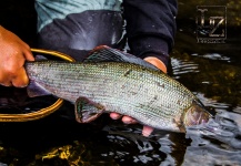 Alexander Lexén 's Fly-fishing Photo of a Grayling – Fly dreamers 