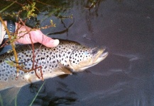 Fly Fishing for Brown Trout in Yampa River - Fly dreamers